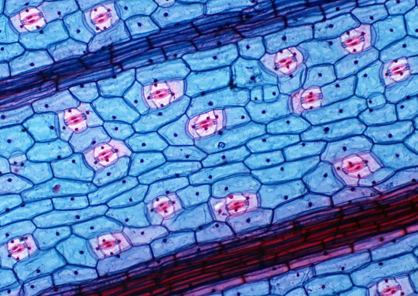 点击大图看下一张：显微细胞图片