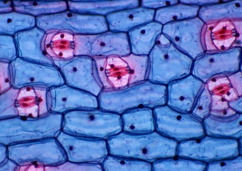 点击大图看下一张：显微细胞图片