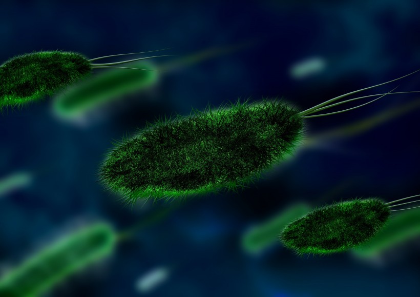 点击大图看下一张：显微镜下的细菌图片