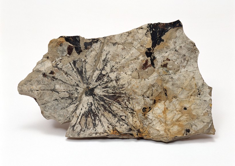 点击大图看下一张:植物化石图片