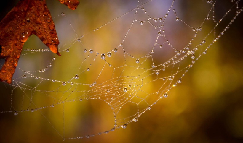 点击大图看下一张：蜘蛛网高清图片