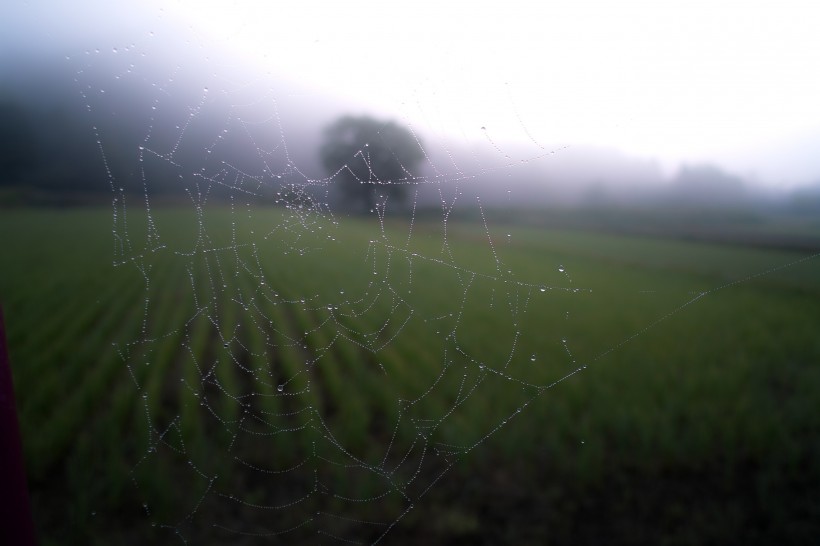 点击大图看下一张：蜘蛛网高清图片