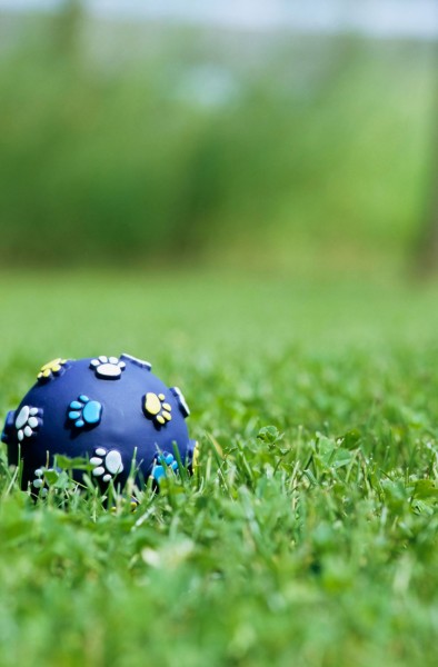 点击大图看下一张：和宠物草地玩耍图片