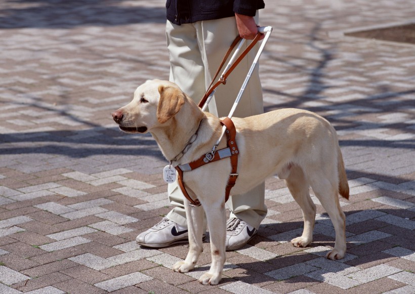 点击大图看下一张：盲人和导盲犬日常生活图片