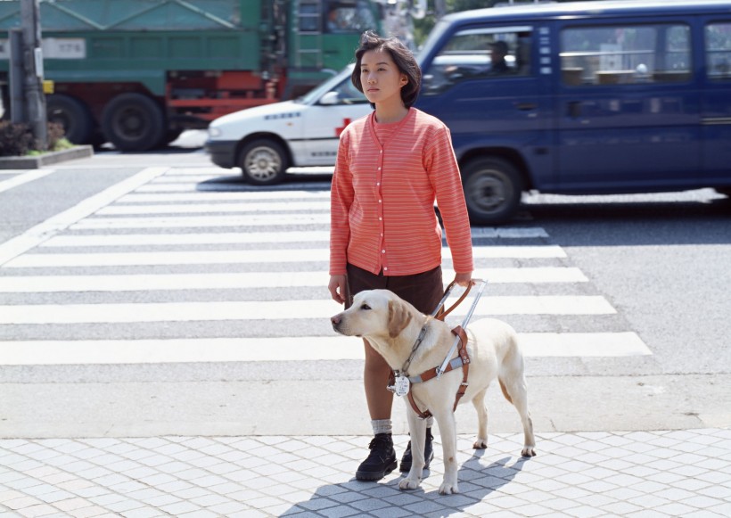 点击大图看下一张：盲人和导盲犬日常生活图片