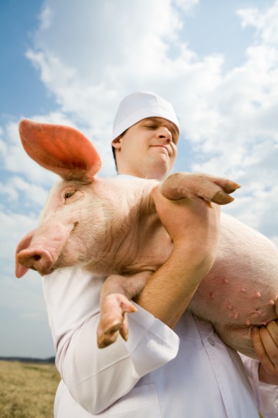 点击大图看下一张：抱着猪的兽医图片