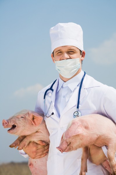 点击大图看下一张：抱着猪的兽医图片