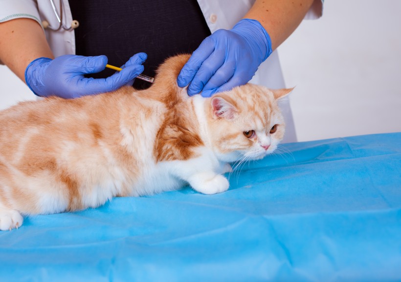 点击大图看下一张：兽医治疗猫咪图片