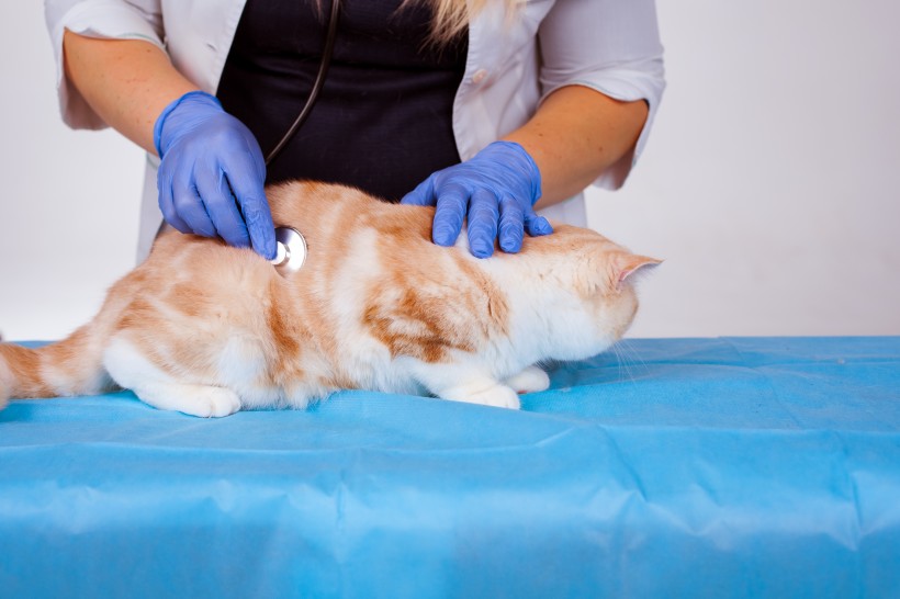 点击大图看下一张：兽医治疗猫咪图片