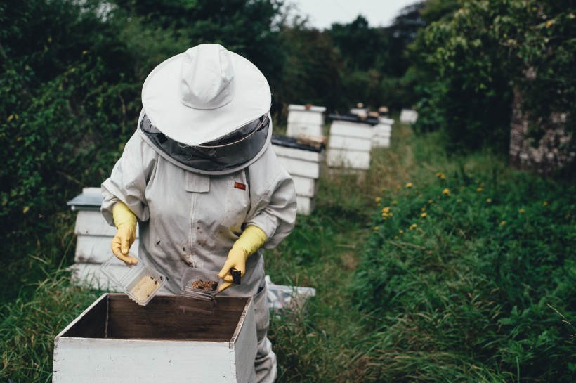 点击大图看下一张：养蜂工人图片