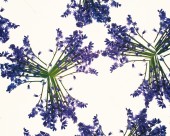 对称的植物花卉背景图片_19张