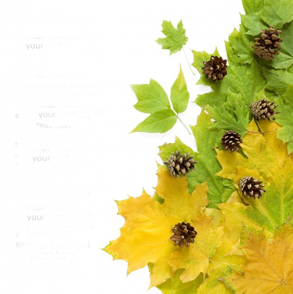 点击大图看下一张：枫叶背景贺卡图片