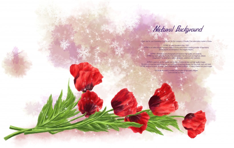 点击大图看下一张：热情红色韩国花朵背景图片