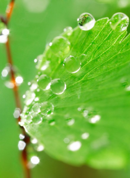 点击大图看下一张:晶莹水珠图片