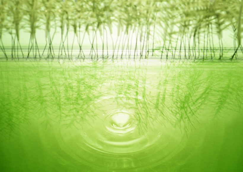 点击大图看下一张：绿色、生命和水图片