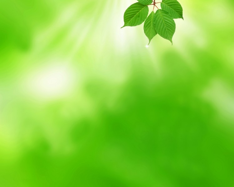 点击大图看下一张：绿叶和晶莹水滴图片