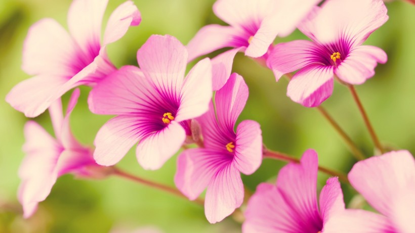 点击大图看下一张：梦幻清新粉色花朵图片