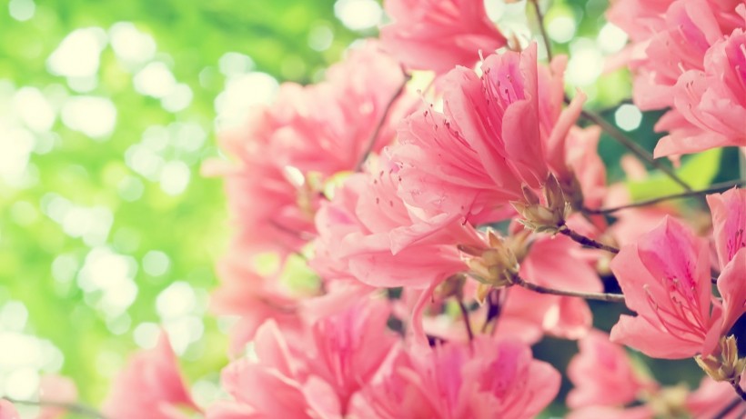 点击大图看下一张：梦幻清新粉色花朵图片