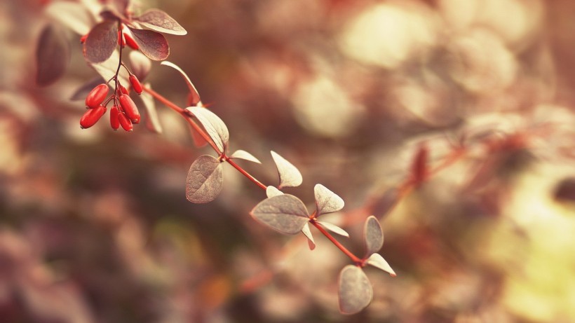 点击大图看下一张：唯美枫叶树叶景色图片