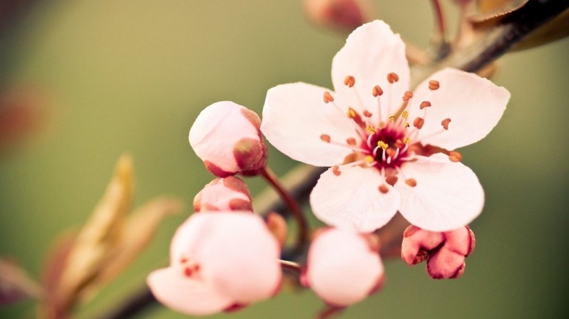 点击大图看下一张：唯美小清新桃花背景图片