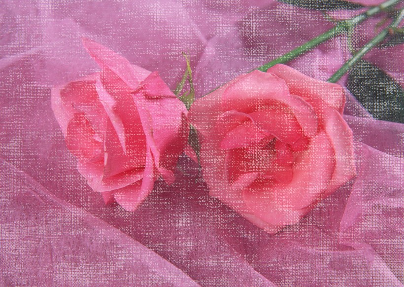 点击大图看下一张：温馨粉色花朵图片
