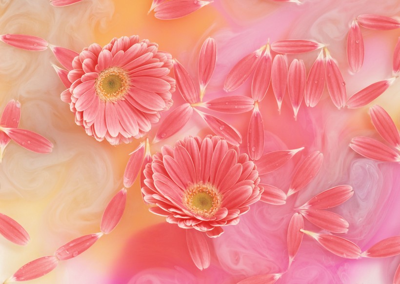 点击大图看下一张：温馨粉色花朵图片