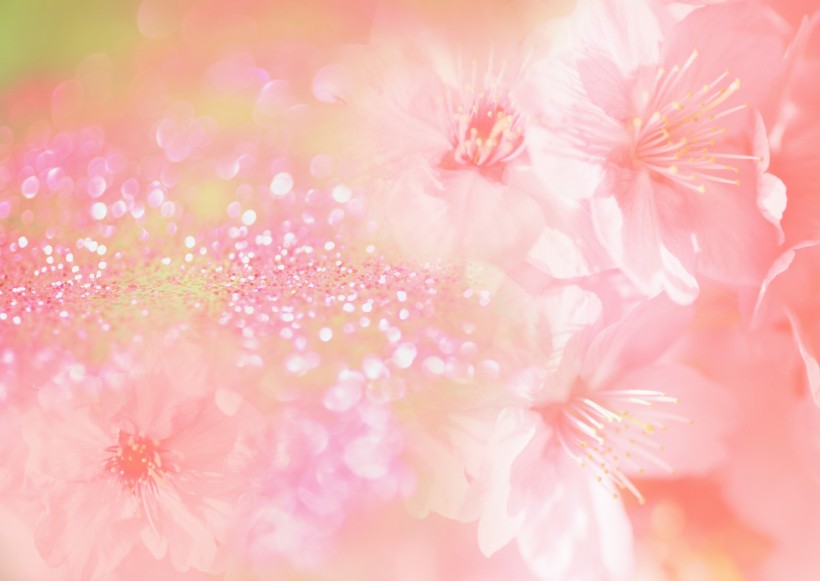 点击大图看下一张：鲜花季节之春图片