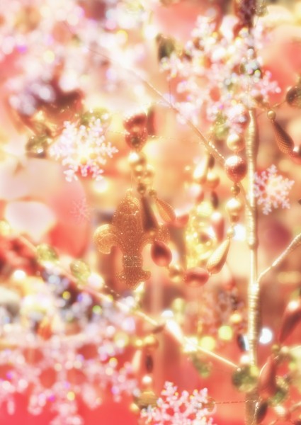 点击大图看下一张:鲜花季节之冬图片