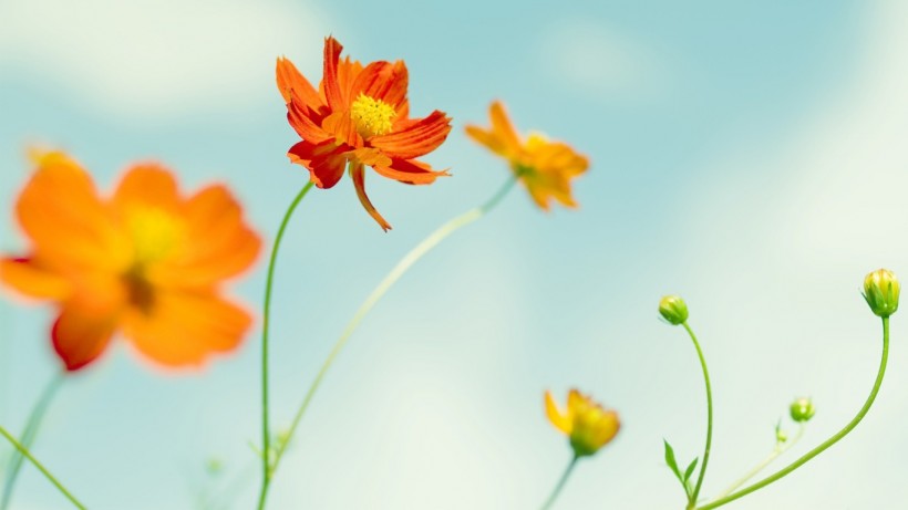 点击大图看下一张：小清新雏菊花朵背景图片