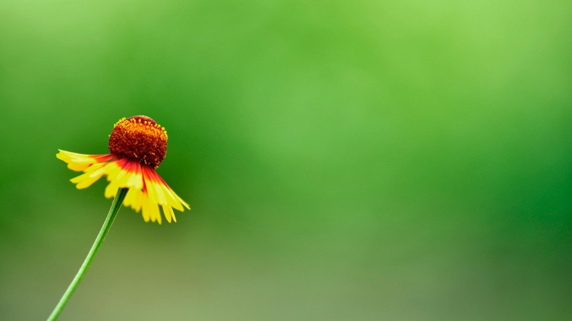 点击大图看下一张：小清新雏菊花朵背景图片