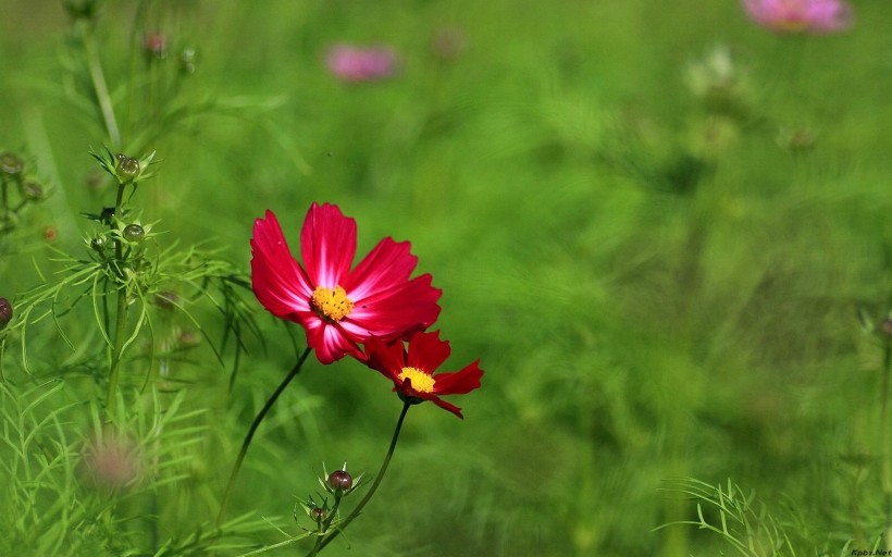 点击大图看下一张：小清新雏菊花朵背景图片