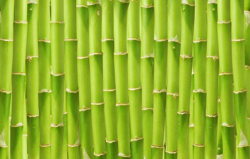 点击大图看下一张：成排的竹子背景素材图片