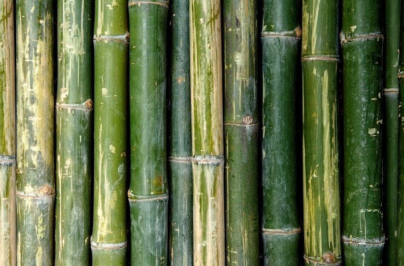 点击大图看下一张：成排的竹子背景素材图片