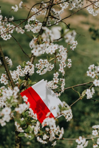 点击大图看下一张：波兰国旗的图片
