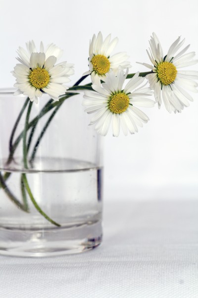 点击大图看下一张：插着花的玻璃花瓶图片