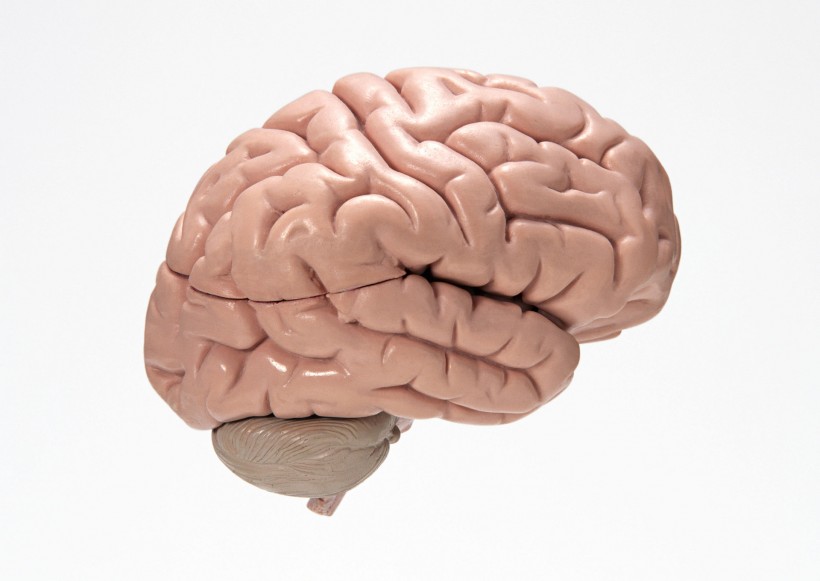 点击大图看下一张：脑颅模型图片