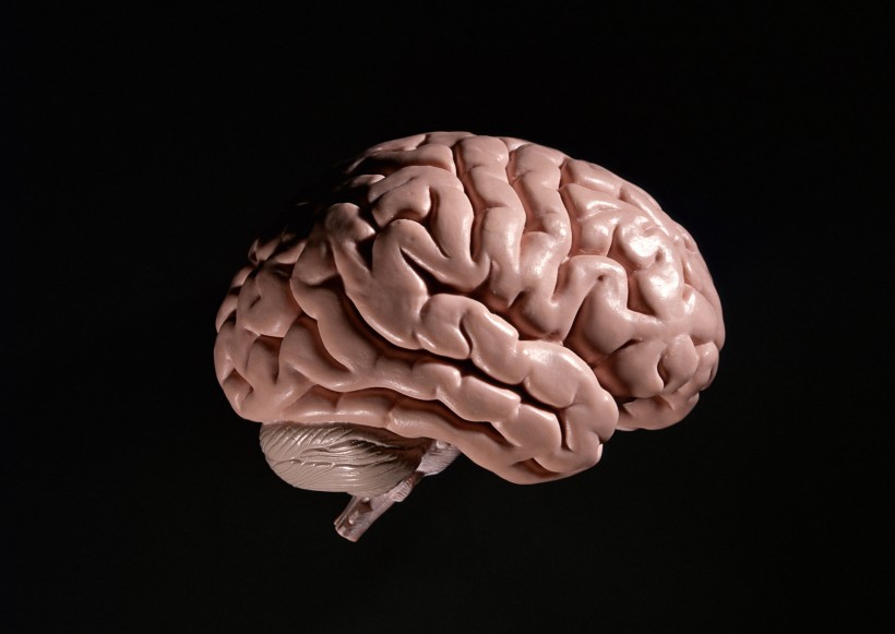 点击大图看下一张：脑颅模型图片