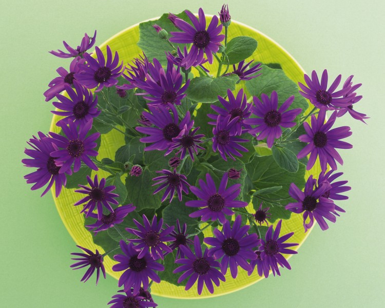 点击大图看下一张：盘子上的花卉丝带艺术摄影图片
