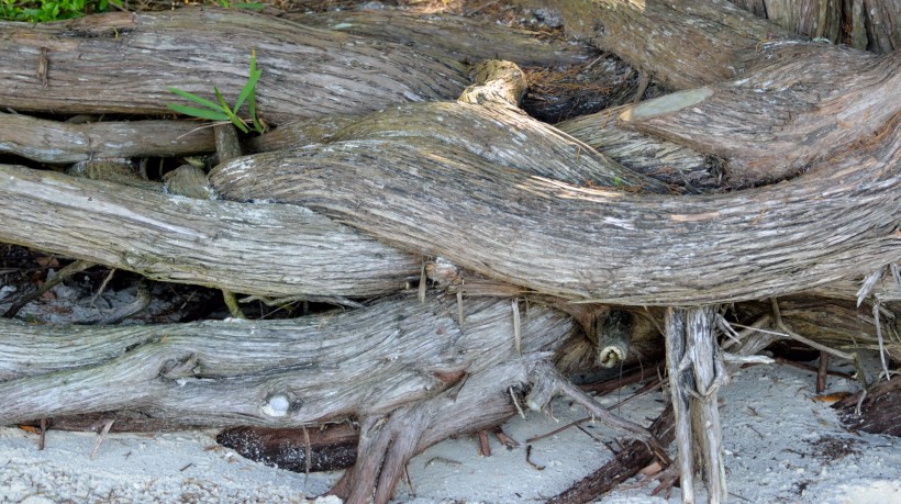 点击大图看下一张：海滩上的漂流木图片