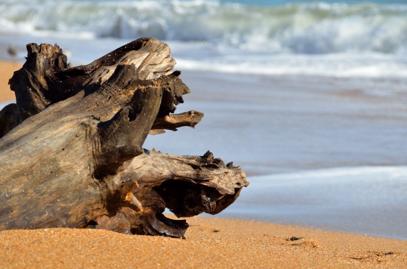 点击大图看下一张：海滩上的漂流木图片