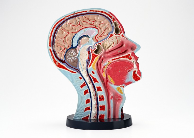 点击大图看下一张：人大脑模型图片
