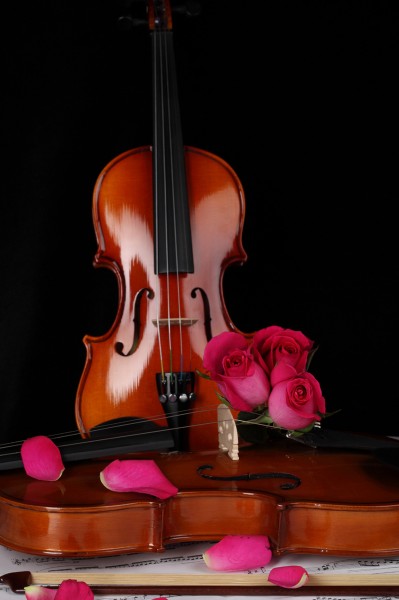 点击大图看下一张：优雅的小提琴图片
