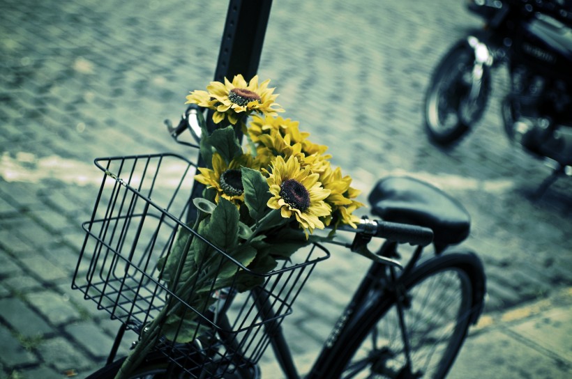 点击大图看下一张：载满鲜花的自行车图片