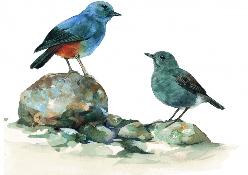 点击大图看下一张：彩绘各种鸟类图片