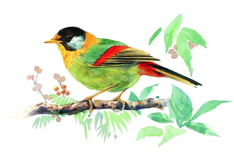 点击大图看下一张：彩绘各种鸟类图片