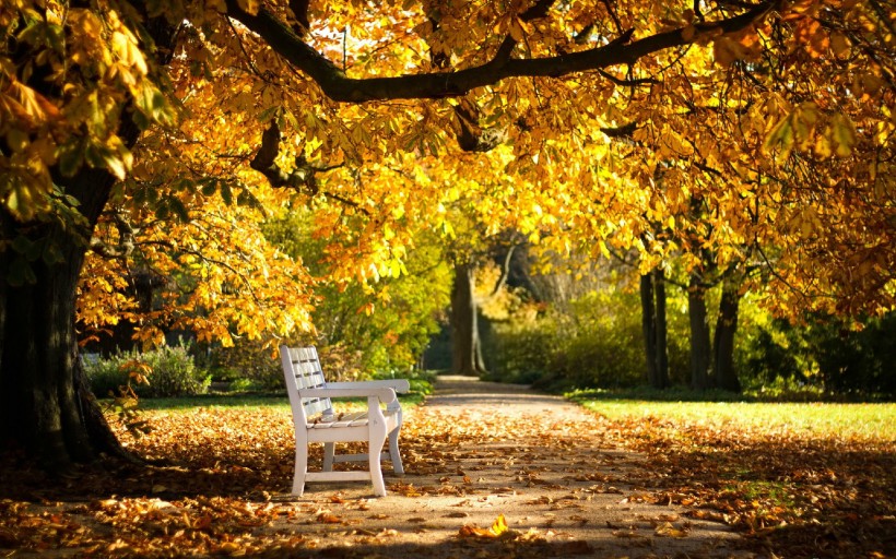 点击大图看下一张：唯美公园长椅摄影图片