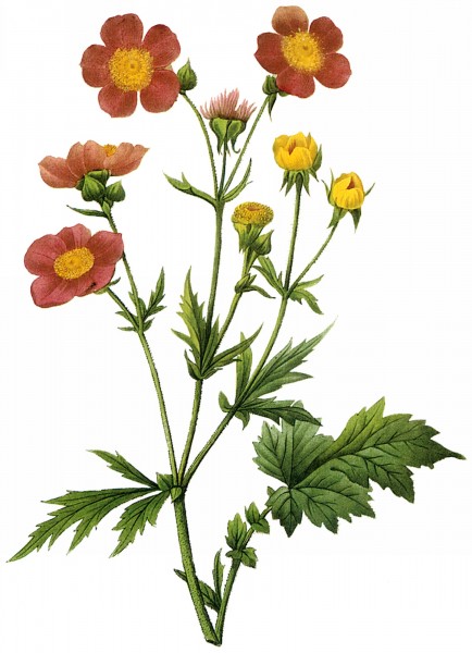点击大图看下一张：国外手绘植物花朵大全图片