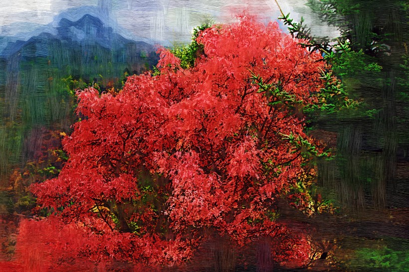 点击大图看下一张：四川阿坝米亚罗风景油画效果图片