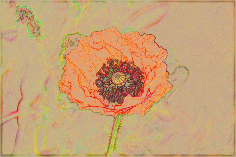 点击大图看下一张：彩色素描花卉图片