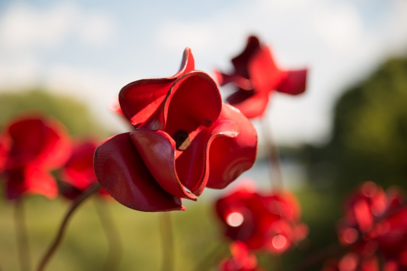 点击大图看下一张：铁艺红色罂粟花图片